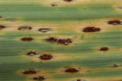 Puccinia phragmitis