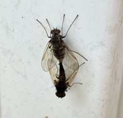 Chrysopilus proximus