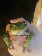 Phyllomedusa trinitatis