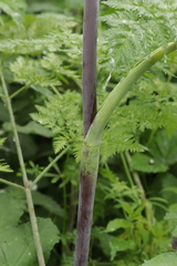 Chaerophyllum bulbosum