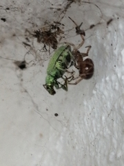 Phyllobius argentatus