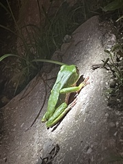 Phyllomedusa trinitatis