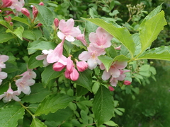 Weigela hortensis