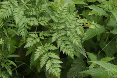 Chaerophyllum bulbosum