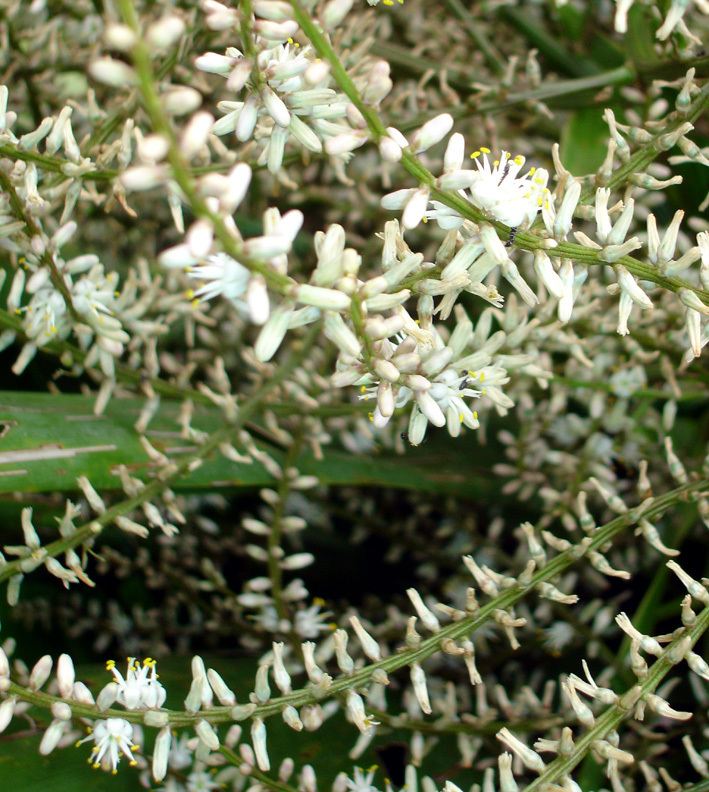 cabbage tree subfamily