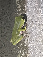 Phyllomedusa trinitatis