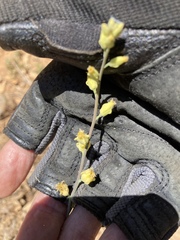 Streptanthus bernardinus