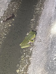 Phyllomedusa trinitatis