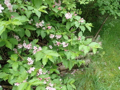Weigela hortensis