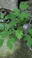 Lamprocapnos spectabilis