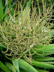 Cordyline obtecta