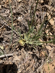 Streptanthus bernardinus