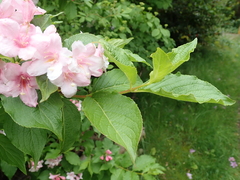 Weigela hortensis