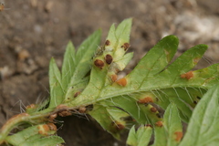Puccinia chaerophylli retifera