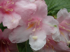 Weigela hortensis