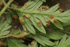 Puccinia chaerophylli retifera
