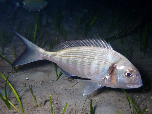Gilthead Seabream