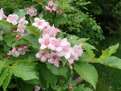 Weigela hortensis