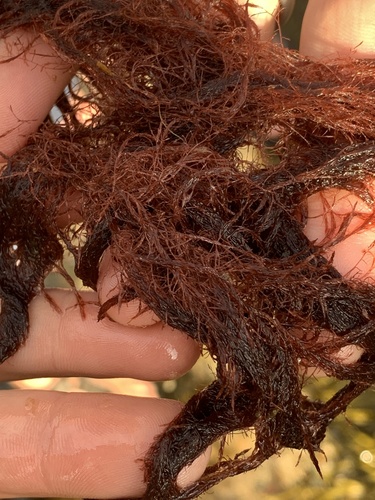 Polysiphonia stricta observed 2022-05-29