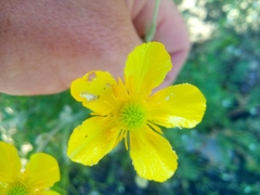 Ranunculus illyricus