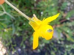 Ranunculus illyricus