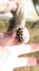 Pseudoxycheila chaudoiri