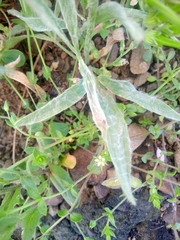 Ranunculus illyricus