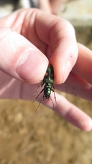 Pseudoxycheila chaudoiri