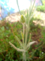 Ranunculus illyricus