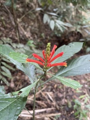 Aphelandra longiflora