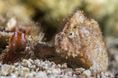 Antennarius randalli