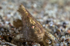 Antennarius randalli