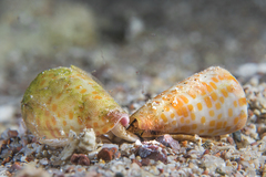 Conus tessulatus