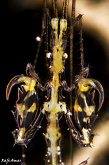 Protella