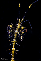 Protella
