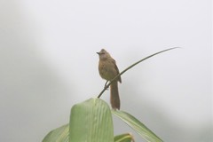 Pycnonotus flavescens