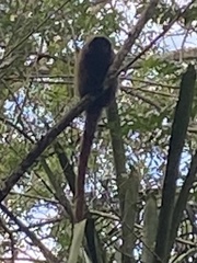 Callicebus personatus