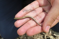 Chalcides mertensi