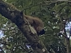 Callicebus personatus