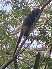 Callicebus personatus