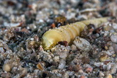Terebra