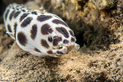 Myrichthys maculosus