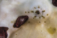 Antennarius maculatus