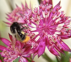 Bombus rupestris