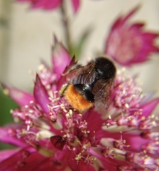 Bombus rupestris