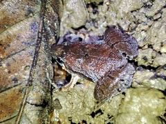 Manthey's Narrow-Mouthed Frog photo 2