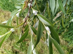Salix alba