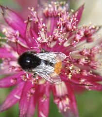 Bombus rupestris