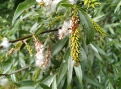 Salix alba