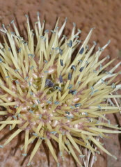 Massonia mimetica